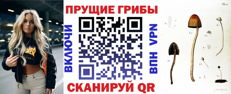 цены наркотик  Каменногорск  Галлюциногенные грибы Psilocybine cubensis 